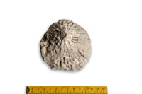 F 09742
<br/>
<br/>
<em></em>